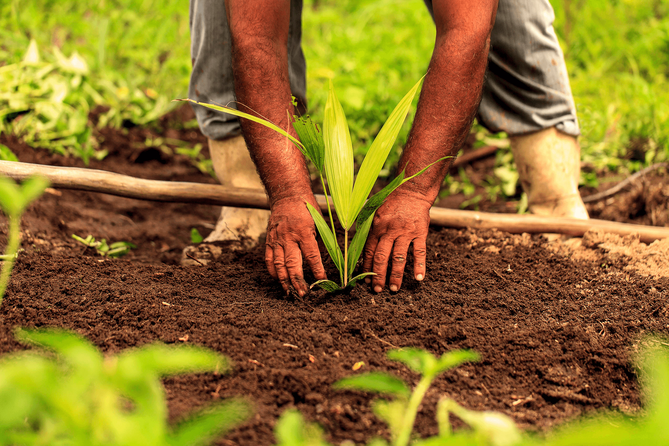 açaí amazônia origem goola